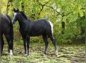 Oldenburger, Hengst, Veulen (04/2025), 140 cm, Schimmel
