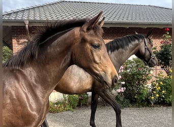 Oldenburger, Hengst, Veulen (04/2025), 165 cm, Donkerbruin