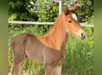 Oldenburger, Hengst, veulen (04/2024), 166 cm, Donkere-vos