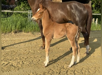 Oldenburger, Hengst, veulen (04/2024), 166 cm, Donkere-vos