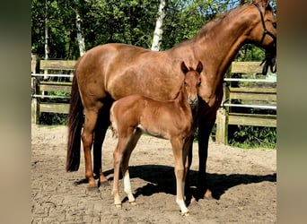 Oldenburger, Hengst, veulen (04/2024), 167 cm, Donkere-vos