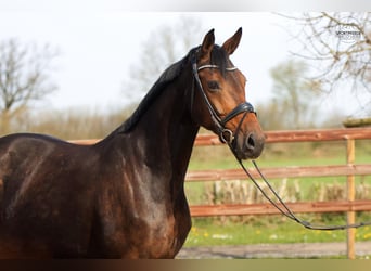 Oldenburger, Hengst, Veulen (02/2026), 168 cm, Donkerbruin