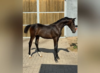 Oldenburger, Hengst, Veulen (02/2026), 168 cm, Donkerbruin