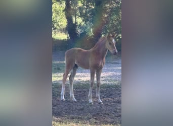 Oldenburger, Hengst, , 168 cm, Donkere-vos