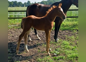 Oldenburger, Hengst, , 168 cm, Donkere-vos