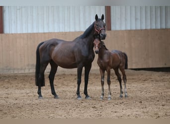 Oldenburger, Hengst, veulen (04/2023), 170 cm, Brauner