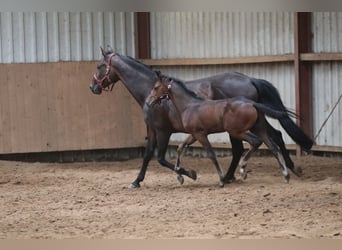 Oldenburger, Hengst, veulen (04/2023), 170 cm, Brauner