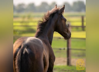 Oldenburger, Hengst, veulen (04/2024), 170 cm, Bruin