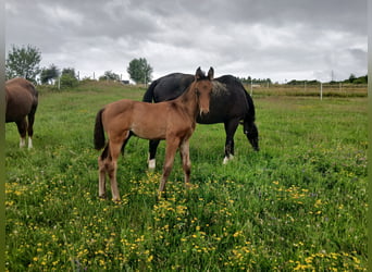 Oldenburger, Hengst, Veulen (05/2026), 170 cm, Bruin