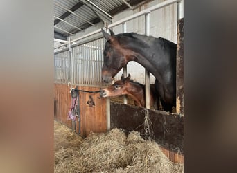 Oldenburger, Hengst, , 170 cm, Bruin