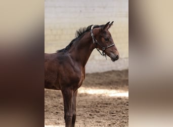 Oldenburger, Hengst, , 170 cm, Bruin