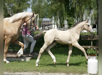Oldenburger, Hengst, veulen (04/2023), 170 cm, Buckskin