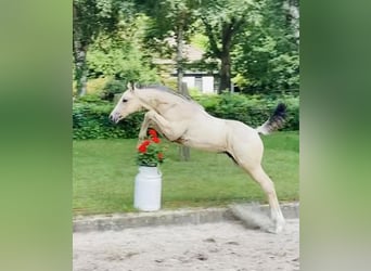 Oldenburger, Hengst, veulen (04/2023), 170 cm, Buckskin