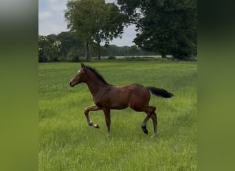 Oldenburger, Hengst, , 170 cm, Donkerbruin