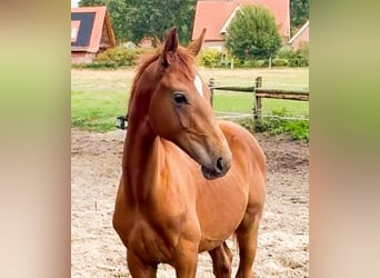 Oldenburger, Hengst, Veulen (03/2026), 170 cm, Donkere-vos