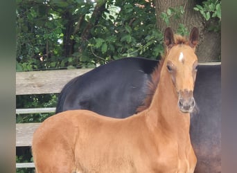 Oldenburger, Hengst, , 170 cm, Donkere-vos