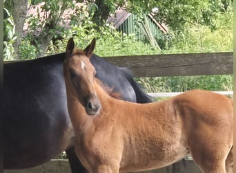 Oldenburger, Hengst, , 170 cm, Donkere-vos