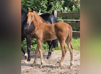 Oldenburger, Hengst, , 170 cm, Donkere-vos
