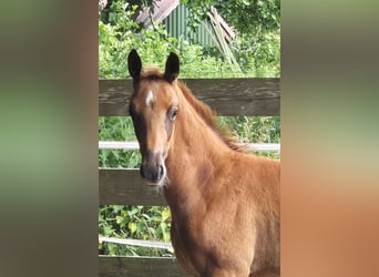 Oldenburger, Hengst, , 170 cm, Donkere-vos