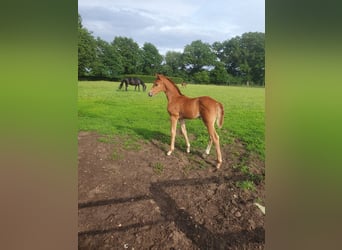 Oldenburger, Hengst, , 170 cm, Donkere-vos