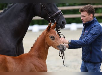 Oldenburger, Hengst, , 170 cm, Donkere-vos