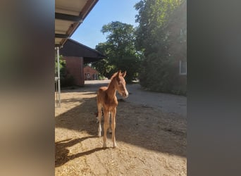 Oldenburger, Hengst, , 170 cm, Donkere-vos