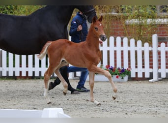 Oldenburger, Hengst, , 170 cm, Donkere-vos