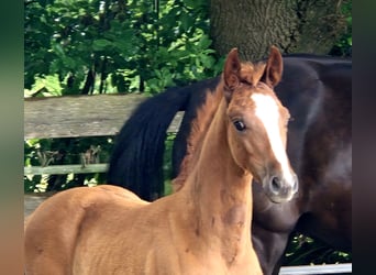 Oldenburger, Hengst, Veulen (04/2026), 170 cm, Donkere-vos