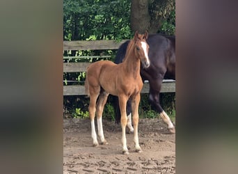 Oldenburger, Hengst, Veulen (04/2026), 170 cm, Donkere-vos