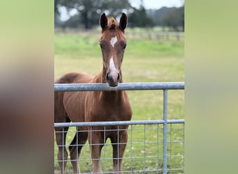 Oldenburger, Hengst, Veulen (06/2026), 170 cm, Donkere-vos