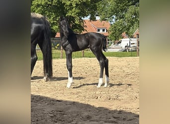 Oldenburger, Hengst, , 170 cm, Zwart