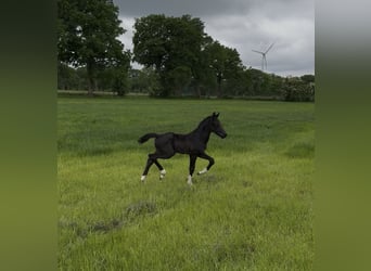 Oldenburger, Hengst, , 170 cm, Zwart