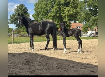 Oldenburger, Hengst, , 170 cm, Zwart