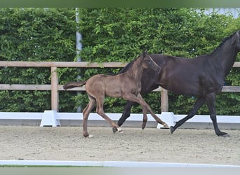 Oldenburger, Hengst, Veulen (05/2025), 170 cm, Zwartbruin