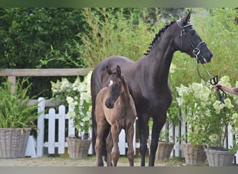 Oldenburger, Hengst, Veulen (05/2025), 170 cm, Zwartbruin