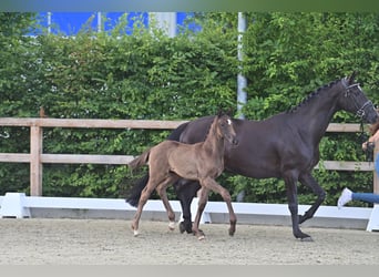 Oldenburger, Hengst, Veulen (05/2025), 170 cm, Zwartbruin