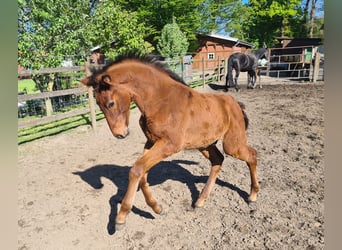 Oldenburger, Hengst, Veulen (02/2025), 171 cm, Bruin