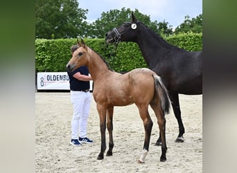 Oldenburger, Hengst, veulen (03/2024), 172 cm, Buckskin