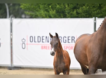 Oldenburger, Hengst, Veulen (05/2026), 172 cm, Donkere-vos