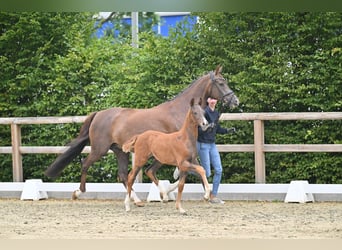 Oldenburger, Hengst, Veulen (05/2026), 172 cm, Donkere-vos