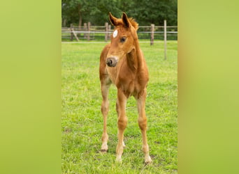 Oldenburger, Hengst, veulen (04/2024), 172 cm, Donkere-vos