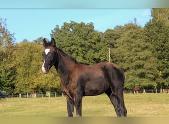 Oldenburger, Hengst, Veulen (07/2025), 172 cm, Zwart
