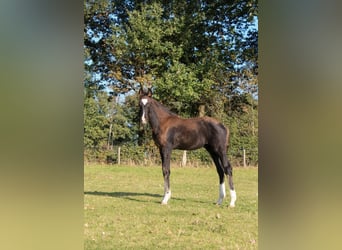 Oldenburger, Hengst, Veulen (07/2025), 172 cm, Zwart