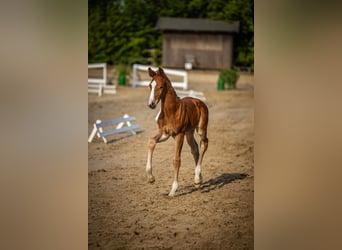 Oldenburger, Hengst, , 173 cm, Donkere-vos