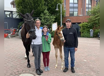 Oldenburger, Hengst, , 173 cm, Donkere-vos