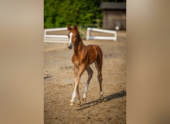 Oldenburger, Hengst, , 173 cm, Donkere-vos