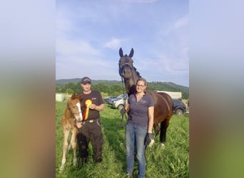 Oldenburger, Hengst, , 173 cm, Donkere-vos