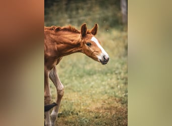 Oldenburger, Hengst, , 173 cm, Donkere-vos