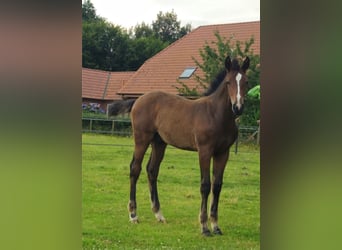 Oldenburger, Hengst, veulen (04/2024), Brauner