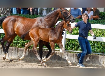 Oldenburger, Hengst, Veulen (06/2025), Bruin